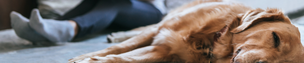 Free HTML5 Bootstrap